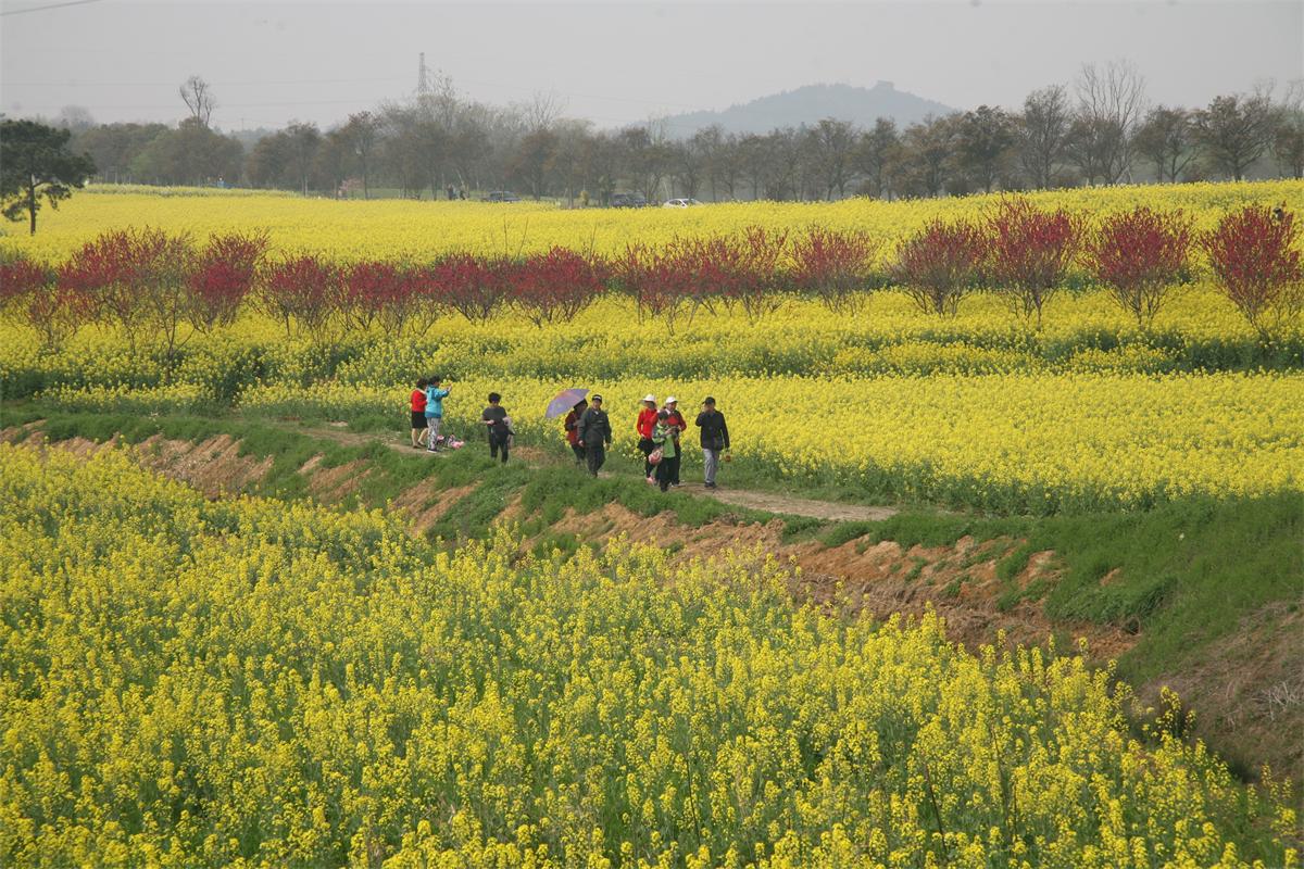 地铁去高淳老街怎么去,从南京如何坐地铁到高淳老街