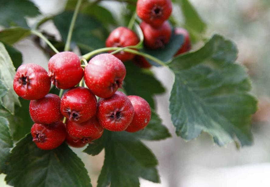 孕早期你知道有哪些特别要注意的,孕早期一定要注意的几件事