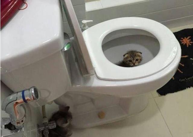 小奶猫掉进水坑里,小奶猫去厕所