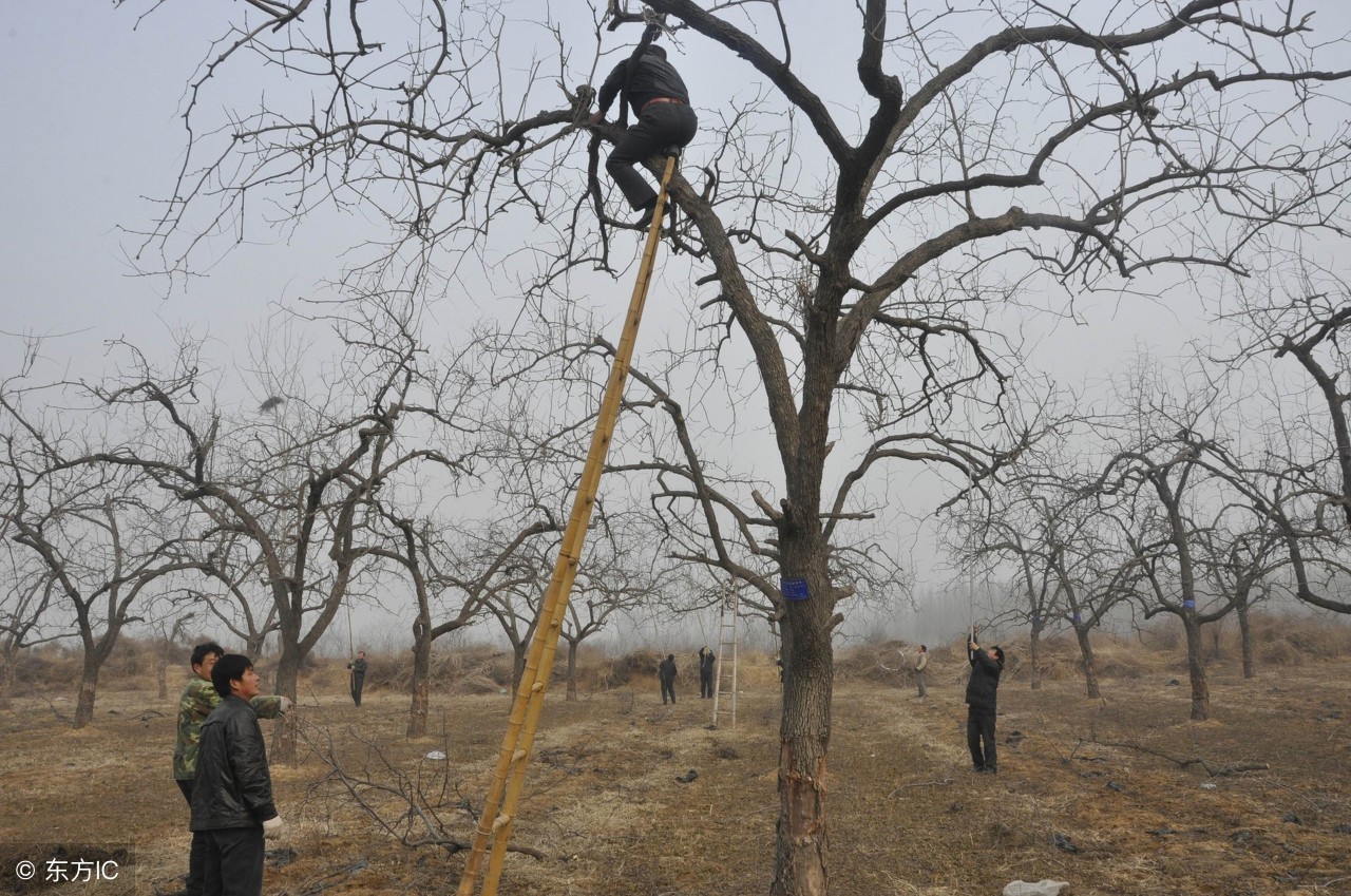 红枣众筹,您有什么建议?