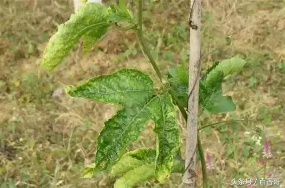 百香果的危害及副作用,百香果常见病害图片