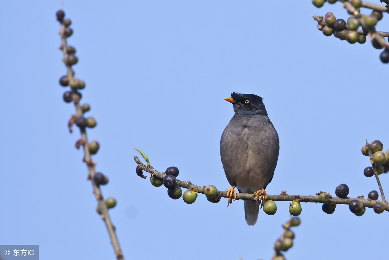 夏天八哥幼鸟也需要保温吗,八哥冬天需要鸟窝吗