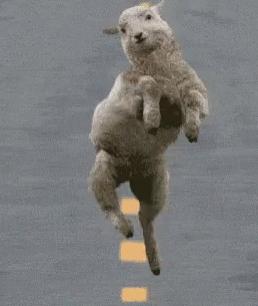 去澳大利亚旅游行李都需要带啥,去澳洲新西兰需要注意哪些