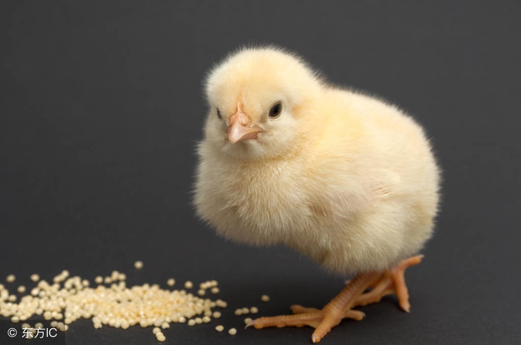 一个月小鸡正确饲养方法,刚出生小鸡的正确饲养方法