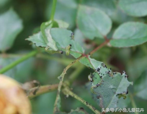 家庭养花常见虫害防治方法,家庭养花防治虫害方法有哪些