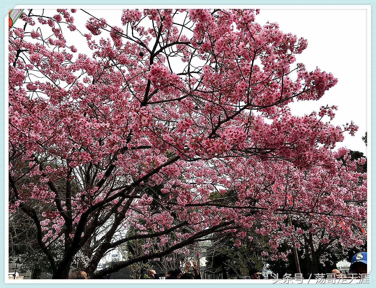 赏樱+美食+泡汤，这才是东京清明节旅游最嗨的打开模式！