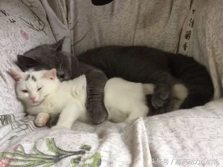 阴阳师100%成功抽卡玄学,阴阳师最新抽卡建议