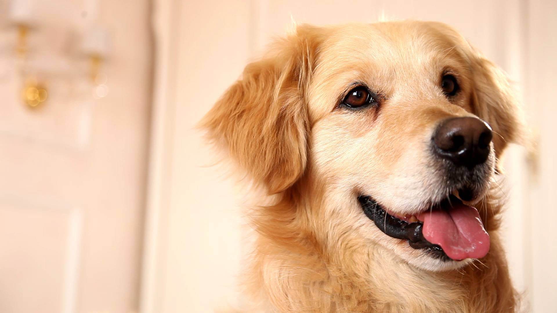 一分钟带你了解金毛,金毛30个行为解读