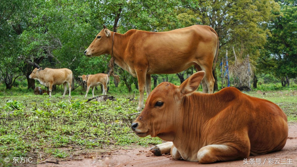 母牛屡配不孕的原因及解决办法,母牛屡配不孕的原因和治疗方法