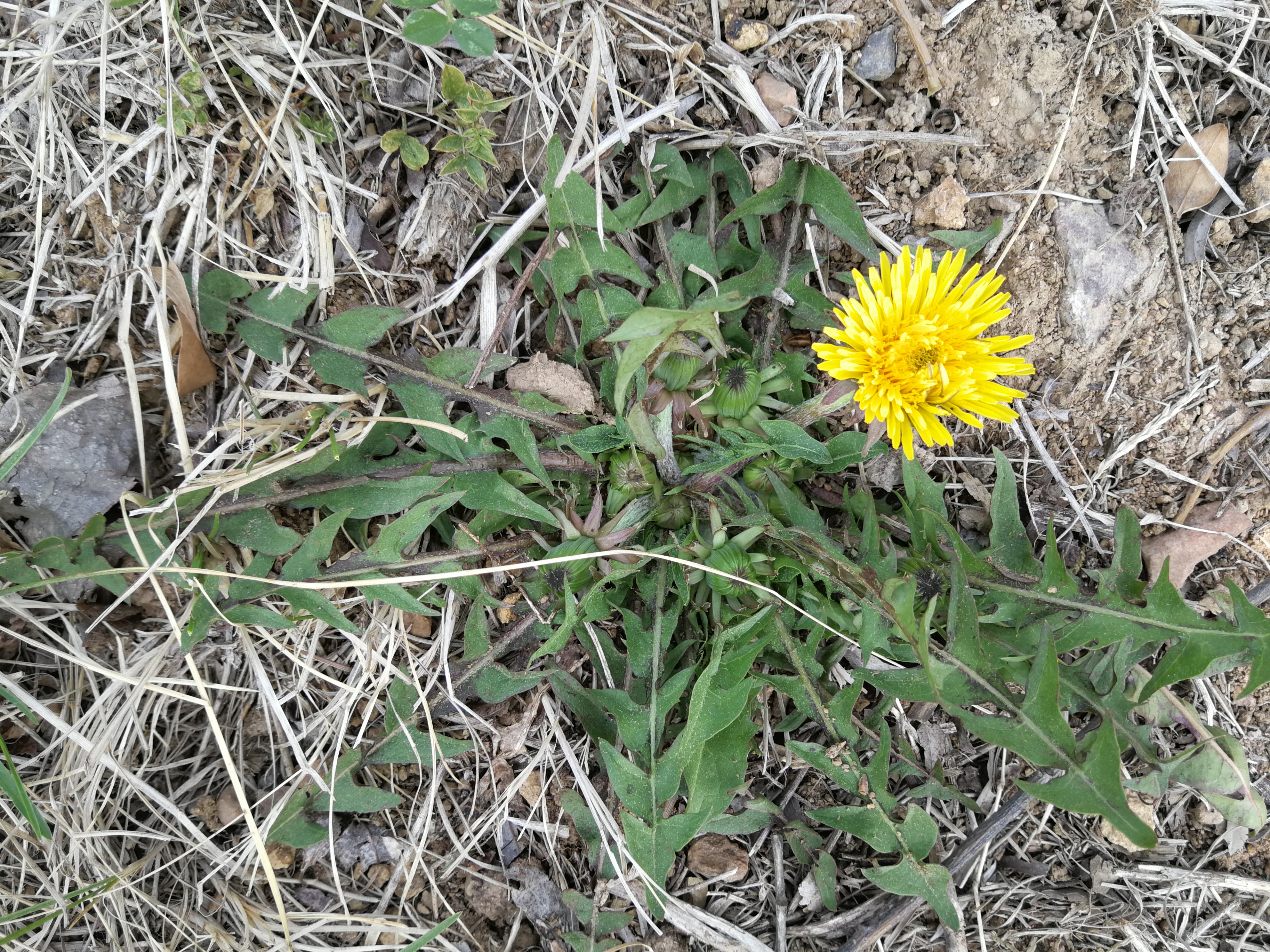 户口年龄与实际年龄变更申请,户口改年龄怎么写申请