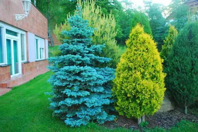 种植什么苗木最有潜力,现在什么苗木品种有潜力好