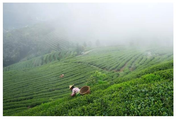 黄山毛峰为什么那么便宜,黄山毛峰茶为什么这么香