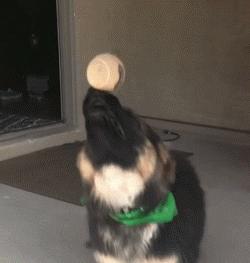 帅气和可爱随时转换,帅气德国牧羊犬视频