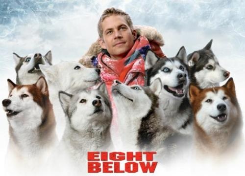 哈士奇是真的不听话吗,哈士奇到底能二到什么程度