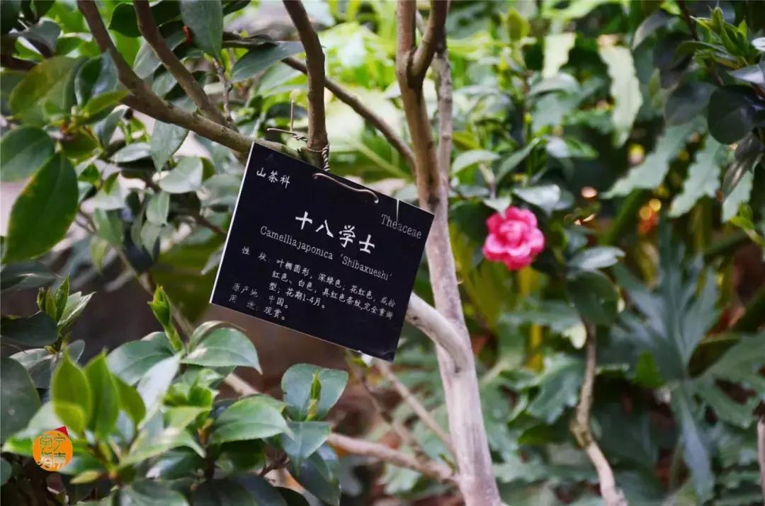 金花茶公园景点,走进金花茶公园