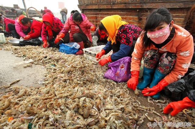 6月渤海湾吃什么海鲜,渤海湾七月吃什么海鲜