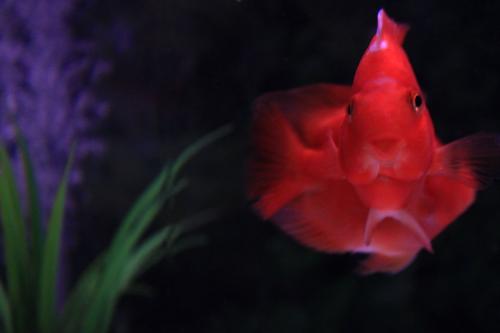 血鹦鹉的正确饲养方法,冷水血鹦鹉鱼饲养方法