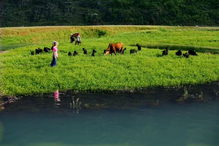 广西最美花海在哪里,广西小众美丽村庄