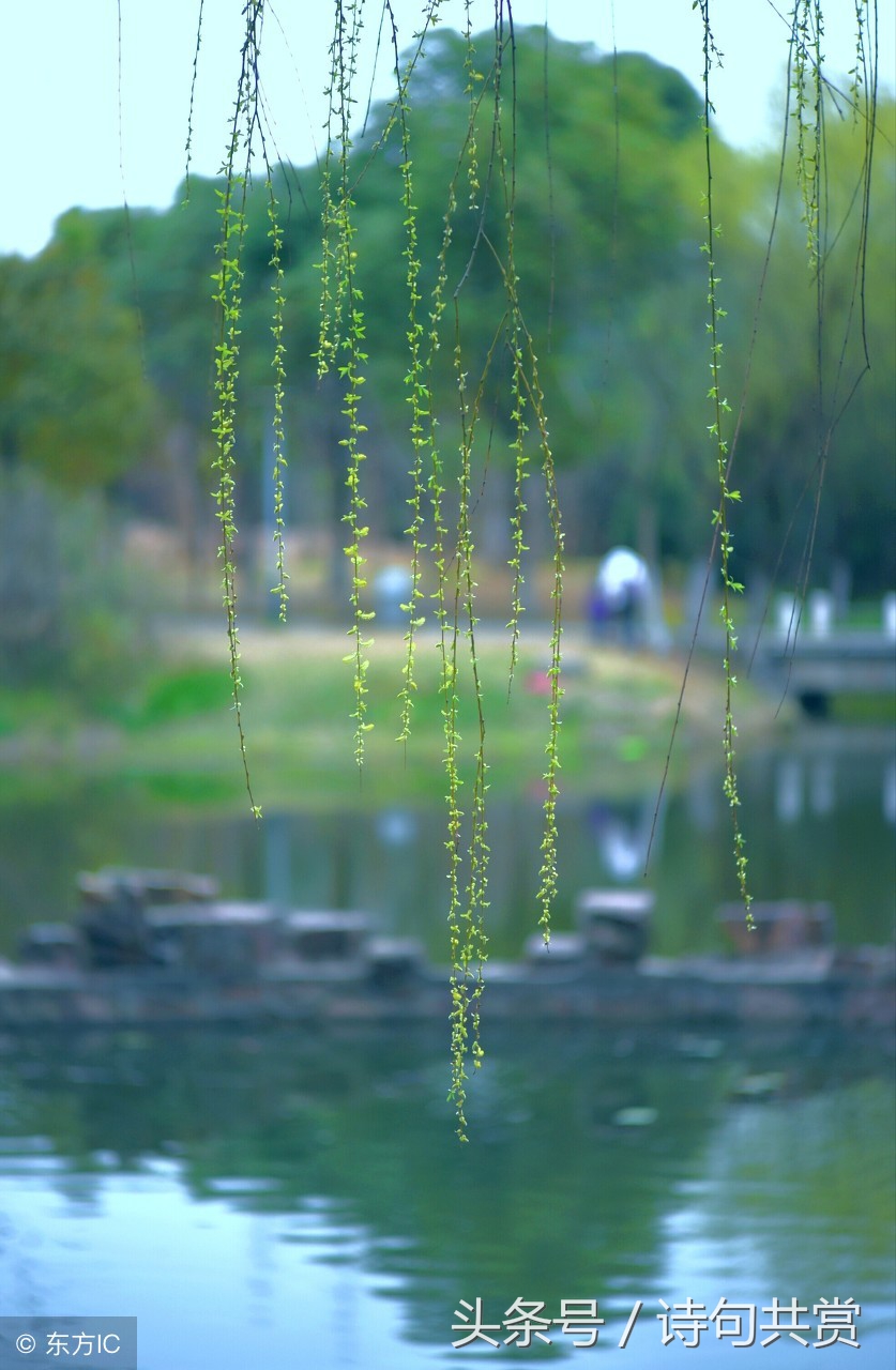 咏柳贺知章唐诗朗诵,古诗咏柳贺知章视频