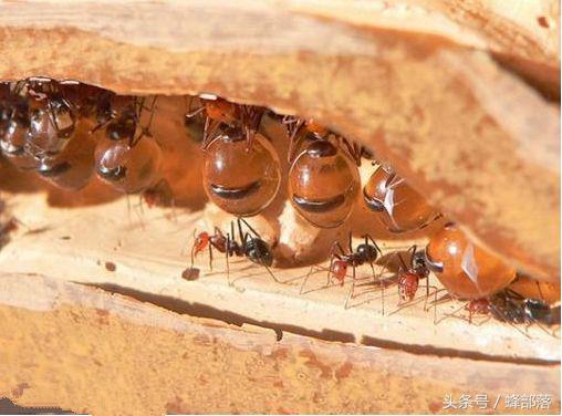 不敢相信蜂蜜？吃蚂蚁蜜吧，蜜色五颜六色、看着口水就来