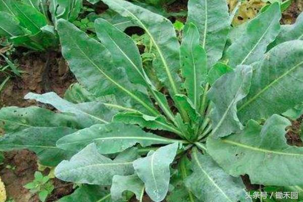 农村大妈偏方大全,一招解决上火的小偏方