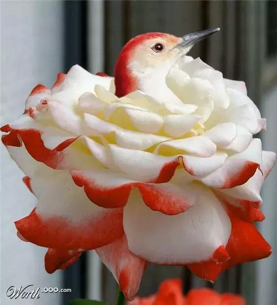 罕见，罕见，太罕见了，99%的人都没见过，忍不住发给你看看！