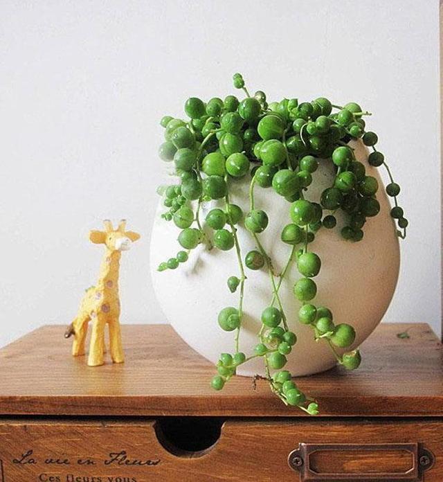 佛珠多肉怎么移盆,多肉佛珠怎么养才能爆盆