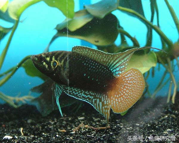 斗鱼花手巾教程,斗鱼花手巾怎么分公母