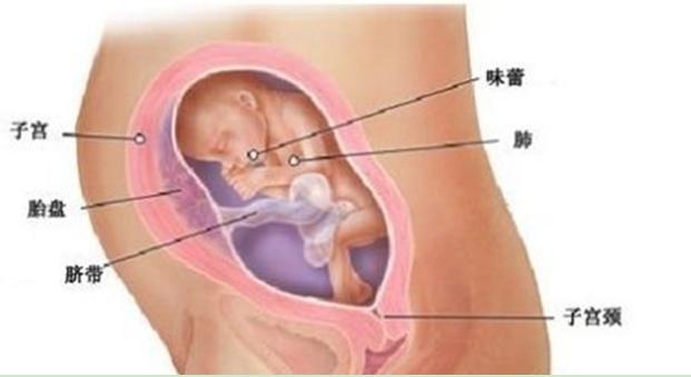 宝宝周岁九张图,胎儿发育过程图三个月胎儿