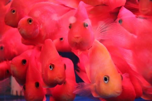 血鹦鹉的养殖方法和注意事项,血鹦鹉怎么养