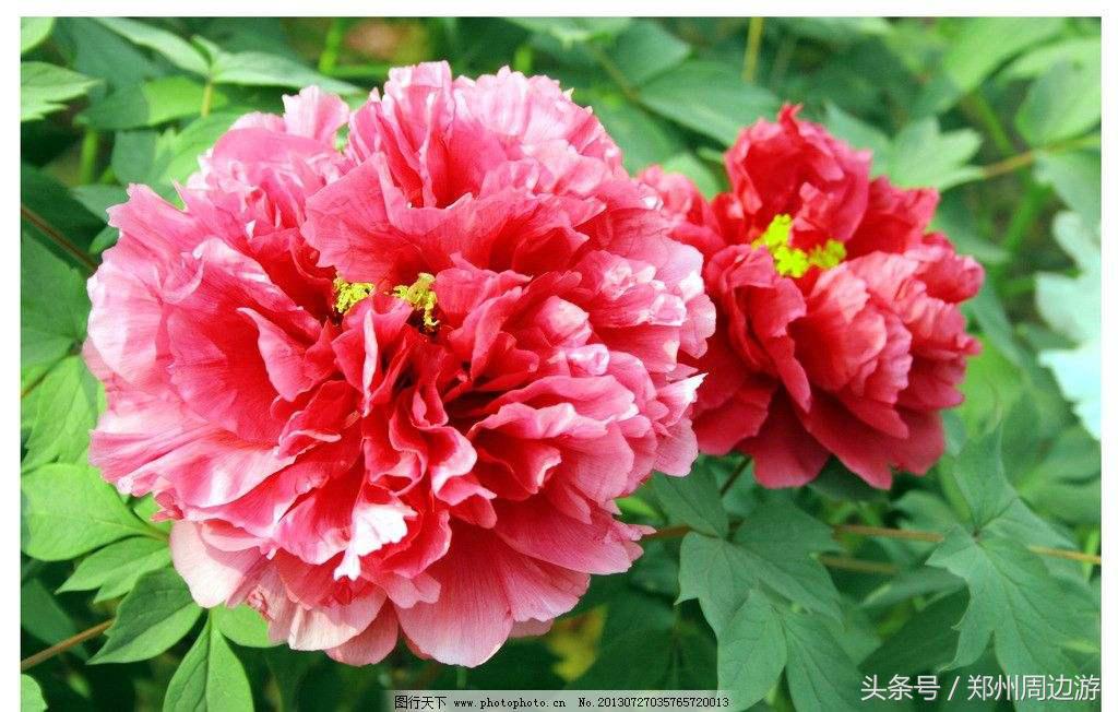 描写牡丹花的诗句开头,关于牡丹诗句和好词好句