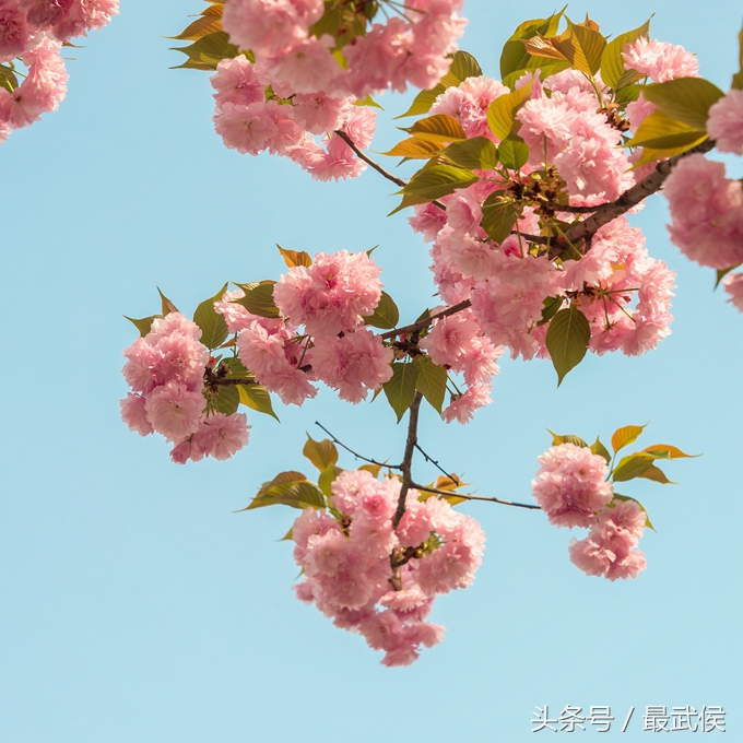 成都看日本樱花,日本哪个区看樱花最好