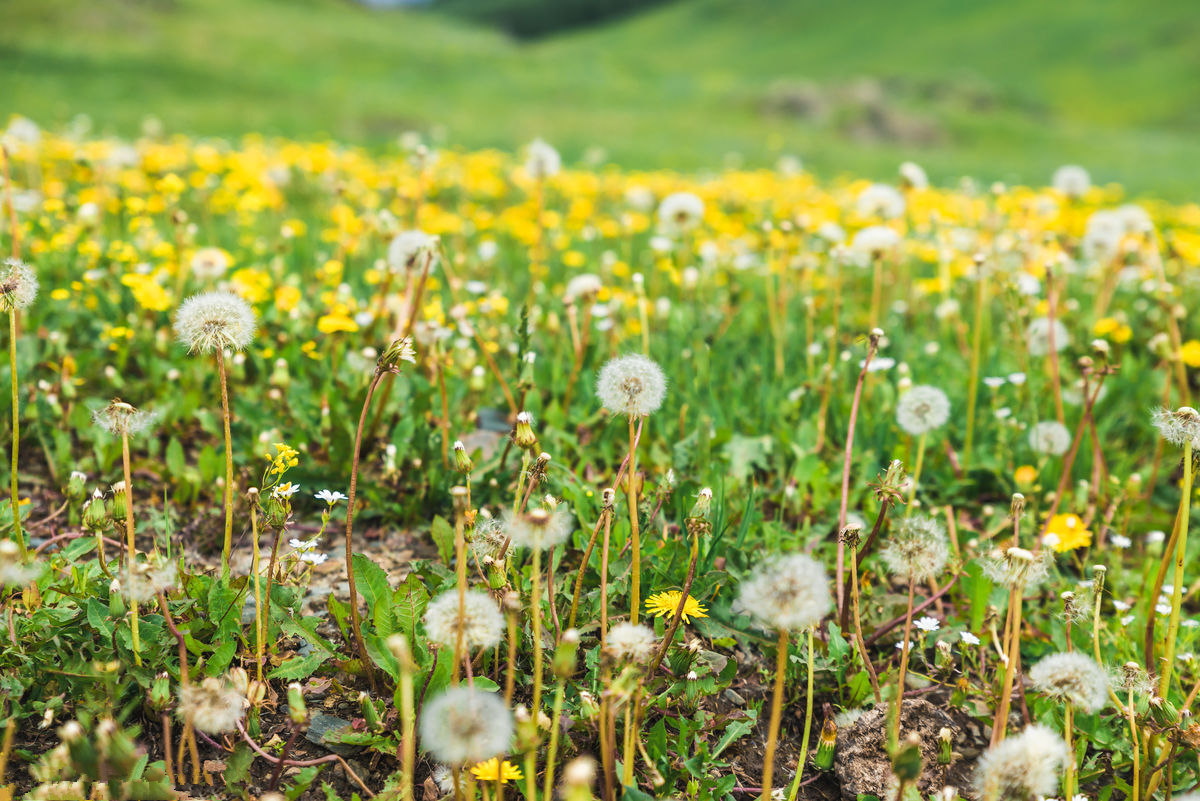 什么草药叶子嚼烂了可以止血,受伤止血最好的十种草药