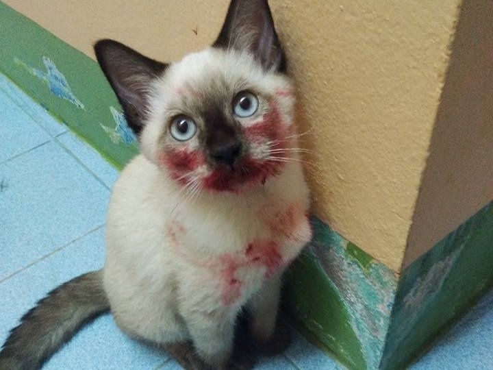 暹罗猫咬主人吗,暹罗猫为什么咬新主人