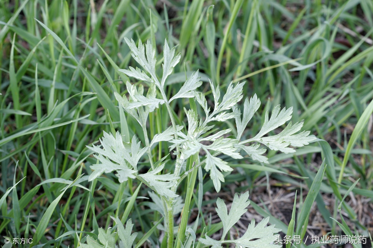 艾草是治疗月经不调最好的药，也是道养生小菜，但注意用错会中毒