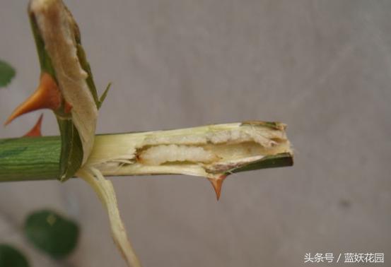 网购月季到家花苞蔫了怎么办,月季换盆后花苞蔫了怎么补救