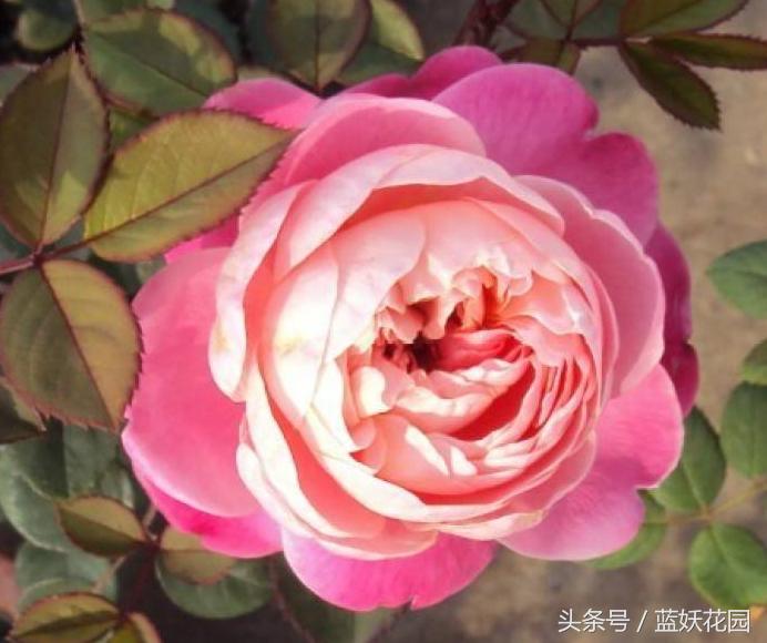 网购月季到家花苞蔫了怎么办,月季换盆后花苞蔫了怎么补救