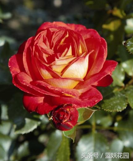 网购月季到家花苞蔫了怎么办,月季换盆后花苞蔫了怎么补救