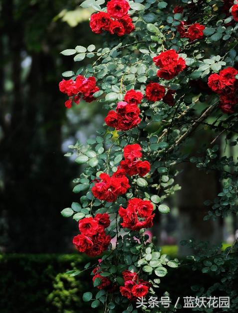 网购月季到家花苞蔫了怎么办,月季换盆后花苞蔫了怎么补救