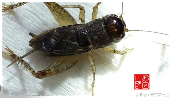 蟋蟀顶级鉴赏,蟋蟀独一无二的特点有哪些