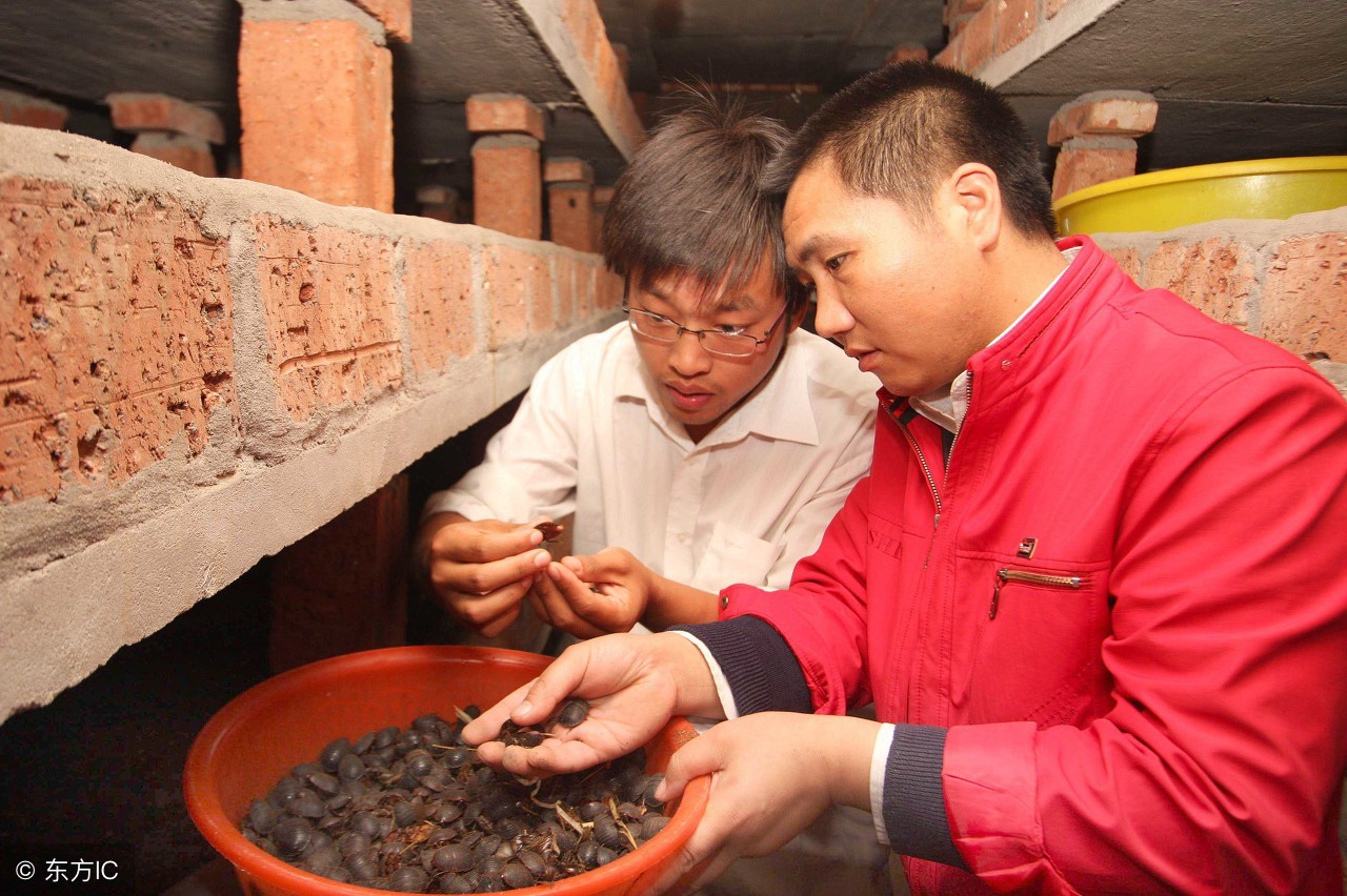 土鳖养殖骗局曝光,养殖业投资骗局揭秘