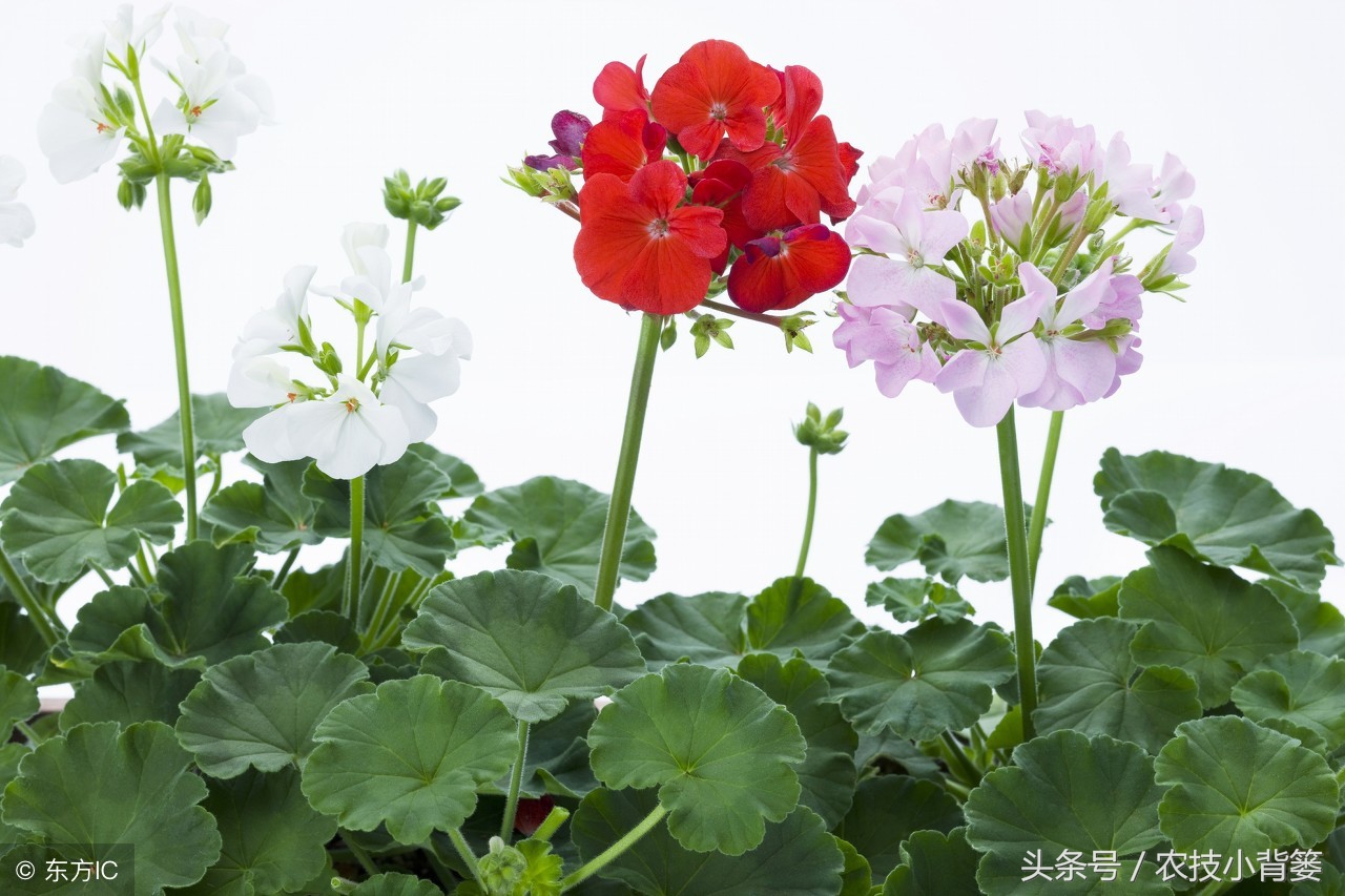 盆栽巧用小苏打:消毒灭菌、防虫祛害,家庭养花更简单!