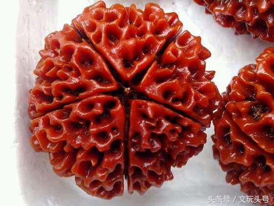 金刚和落地红最简单的辨认方法,落地红和金刚的区别图片欣赏