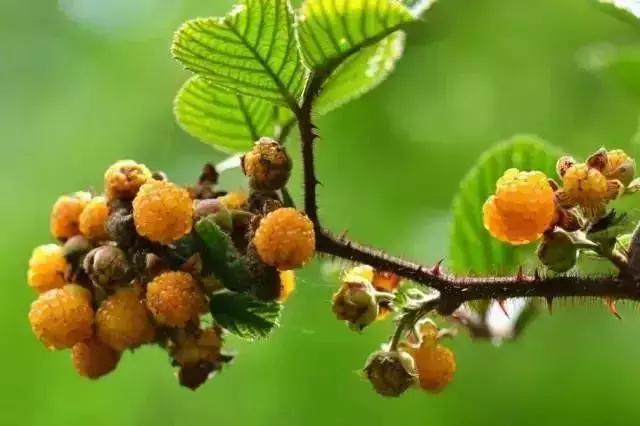 鏅幢鍚冭姃鏋滅殑瀛h妭,鏅幢鍚冭姳瀛h妭