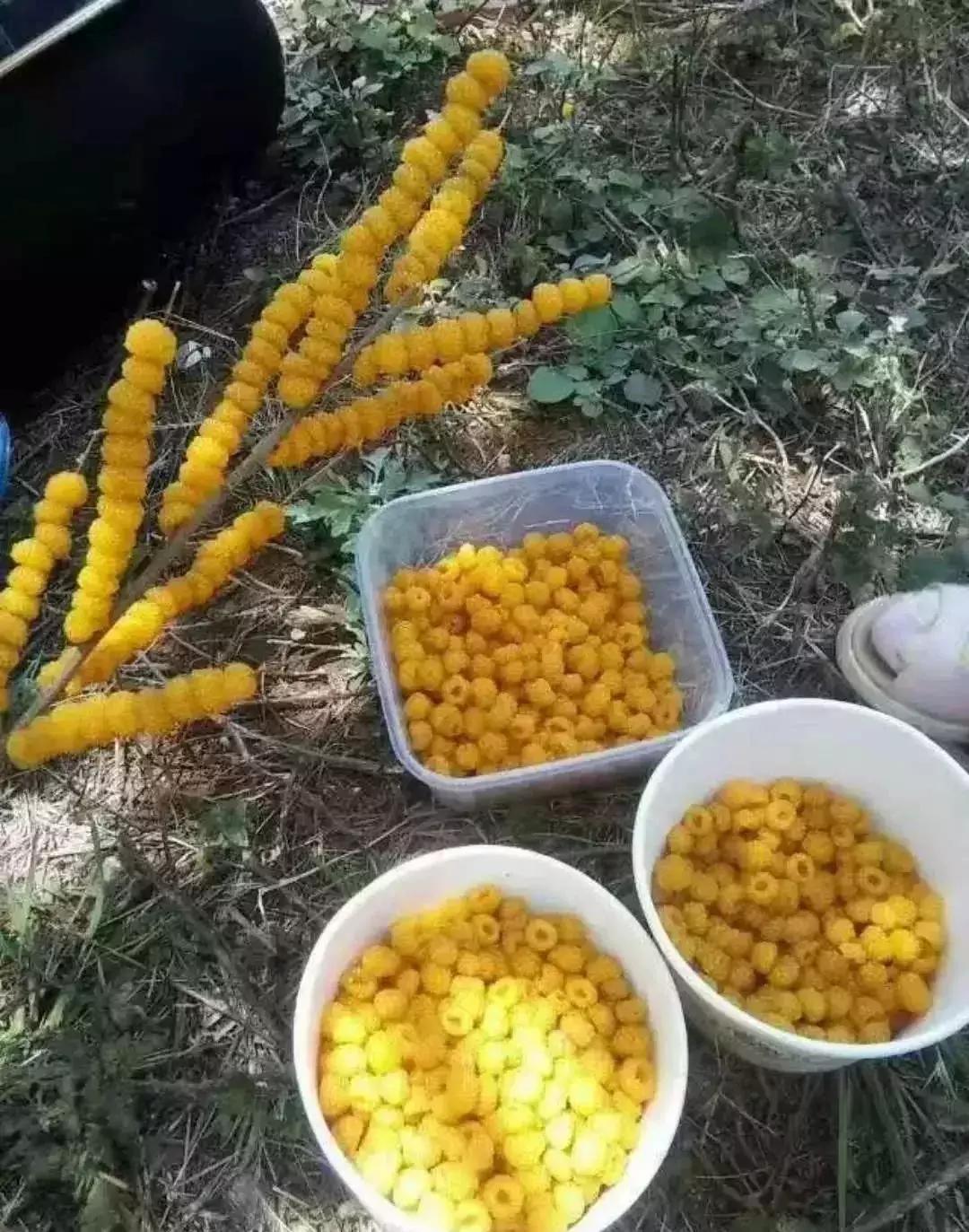 鏅幢鍚冭姃鏋滅殑瀛h妭,鏅幢鍚冭姳瀛h妭