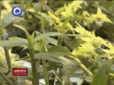 骄傲！乐清这个村年入超6000万，靠的都是这个……