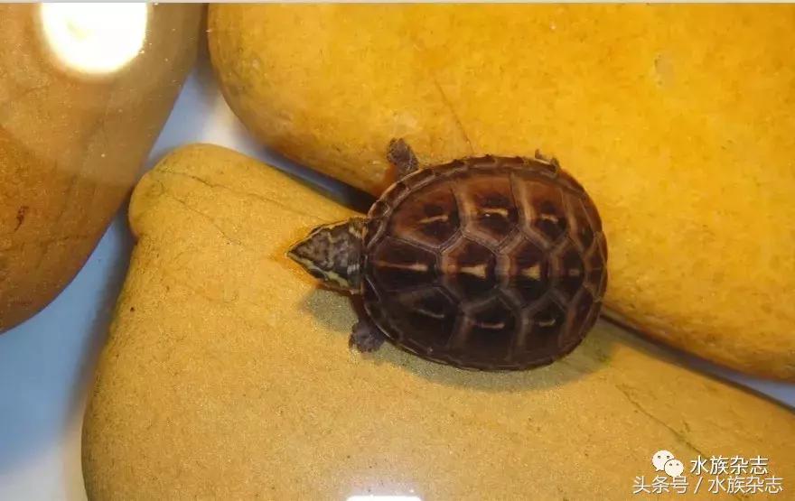 龟龟丞相,龟丞相