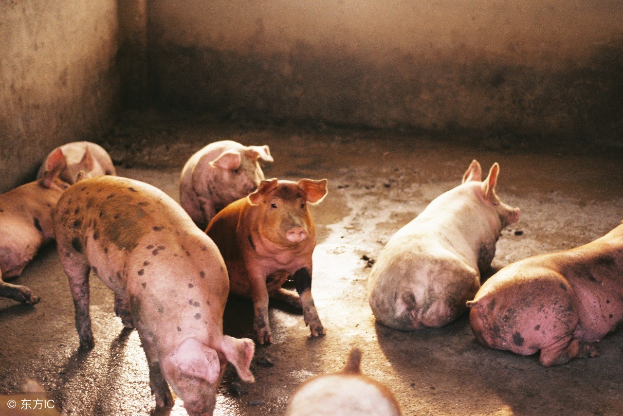 如何去除猪身上的圆环皮肤病,仔猪皮肤病的鉴别与治疗