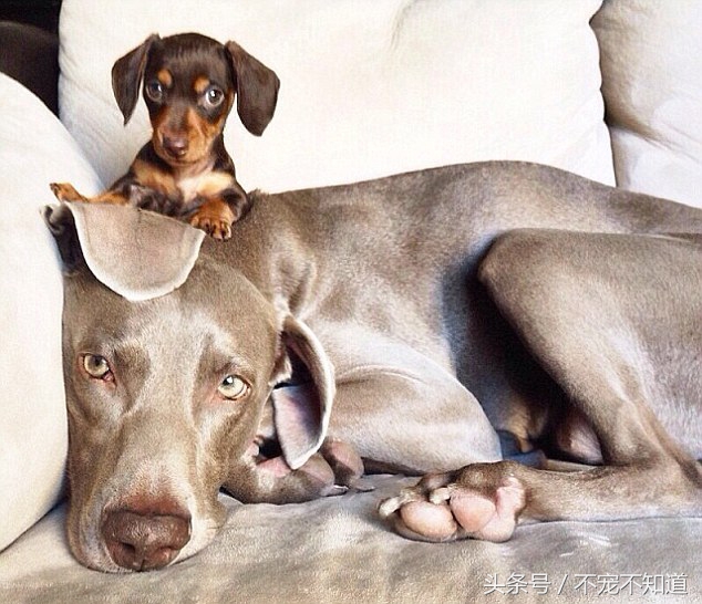 狗狗假孕的原因，这下终于整明白了！！