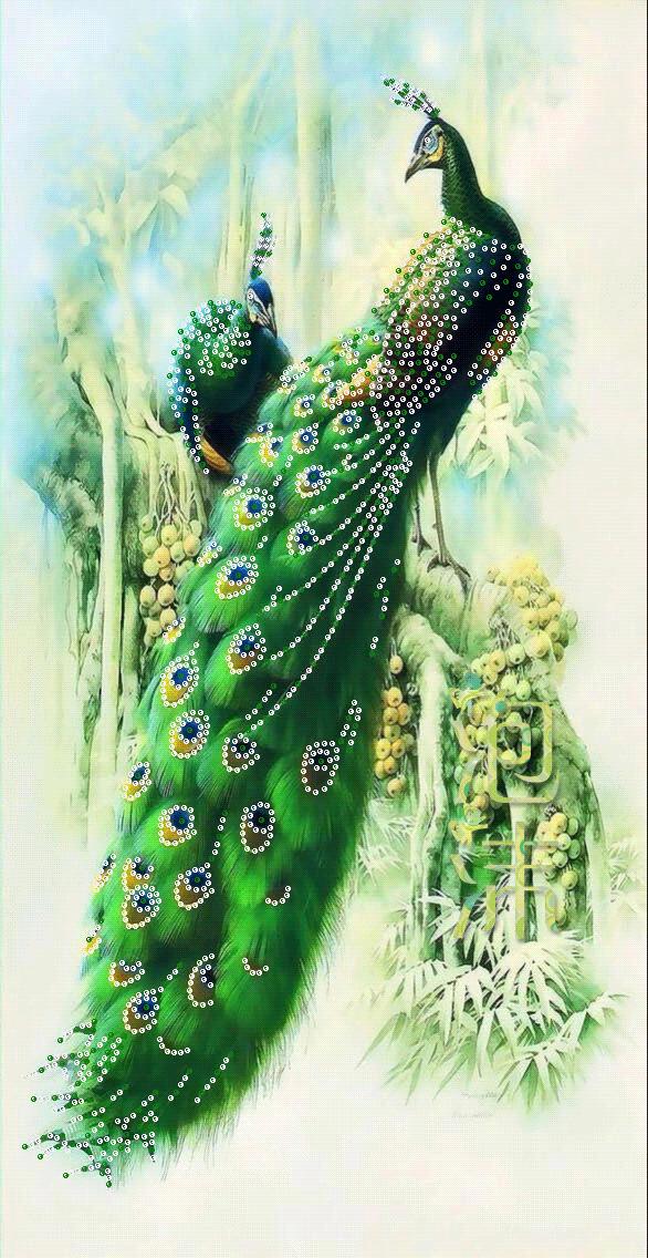 美丽的孔雀和凤凰吉祥的象征,孔雀和凤凰的寓意及象征